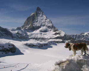 matterhorndog.jpg